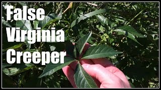 False Virginia Creeper Parthenocissus vitacea Idaho Native  Ninja Gardening  Episode 32 [upl. by Rolando]