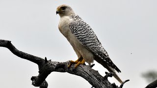 White Gyrfalcon nesting in Siberia [upl. by Assilla]