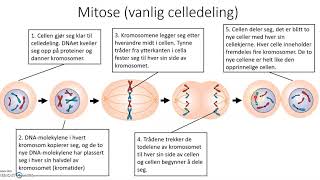 Meiose og mitose celledeling [upl. by Alyda934]