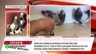 Güvercin İlaçı Enrofloxin – Bulgar Hapı İle Kümesinizi Kurtarın [upl. by Eustazio325]