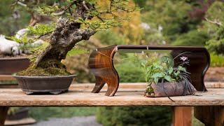 Bonsai Display Fundamentals [upl. by Bandler980]