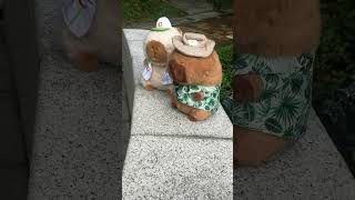 Baseball and Hawaii Style Capybara Plushies  Link in Bio capybara [upl. by Frans898]