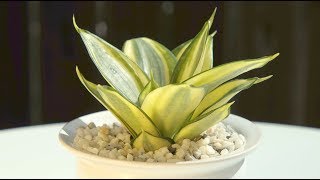 Sansevieria trifasciata “Golden hahnii” [upl. by Meredeth867]