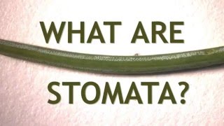 What Are Stomata [upl. by Leroi]