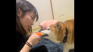 柴犬福 総集編やんちゃ柴犬🤣Sister and Shiba👩🐶🤣 [upl. by Cele314]