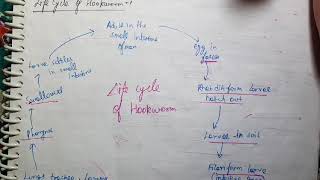 Life Cycle of Ancylostoma duodenale [upl. by Nareht953]