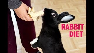 WHAT TO FEED YOUR PET RABBIT [upl. by Lalad]