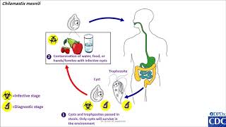 Chilomastix mesneli life cycle [upl. by Chaudoin]