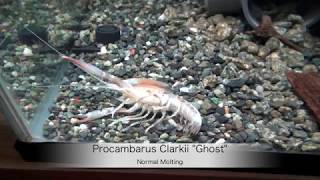 Procambarus Clarkii quotGHOSTquot MoltingHigh Quality [upl. by Carhart128]