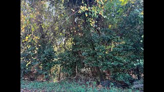 Lots And Land for sale  106 Ida Avenue Warner Robins GA 31088 [upl. by Tannie]