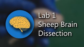 Lab 1 Sheep Brain Dissection and Anatomy 4K ULTRA HD REUPLOAD [upl. by Longo950]