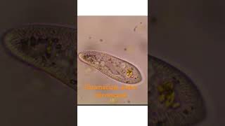 Paramecium Unicellular Microorganism Live Science [upl. by Korry]