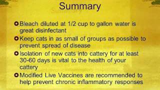 Prevent Deadly Viruses in Your Cattery  Part 4 [upl. by Frantz382]