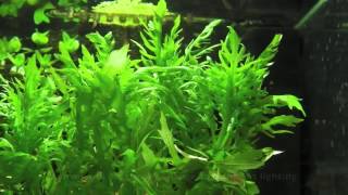 Aquarium Plant  Water Wisteria [upl. by Eadrahs]