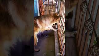 Jivan ke safar meinsavaari chaahiye😝shorts youtubeshorts germanshepherd doglover dog dogs [upl. by Akenahs533]