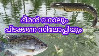 പെടക്കണ വരാലും തിലോപ്പിയും keralafishing [upl. by Kora167]