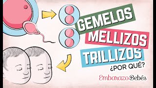 Por qué se forman GEMELOS MELLIZOS Y TRILLIZOS 👶🏼👶🏼 ¿Qué diferencia hay [upl. by Demeyer]