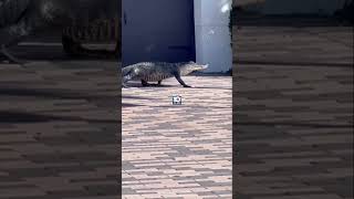 Alligator strolls through home community in Parkland Florida [upl. by Aneeb279]