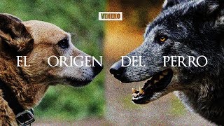 El ENIGMATICO y SORPRENDENTE origen del Perro  DOCUMENTAL [upl. by Panchito]