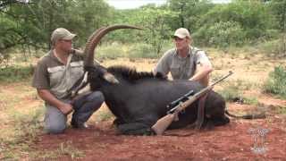 Garamtata Safaris Sable Hunt Limpopo Province South Africa [upl. by Anjanette]