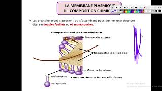 Cytologieبالعربية  3 La Membrane Plasmique  Part 2 La Composition Chimiques  Architecture [upl. by Tonjes400]