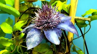 Time Lapse of Clematis Dropping Petals in Real Time Hybrid Video [upl. by Owens]