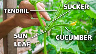 How To Prune Cucumber Plants Grow Cucumbers NOT Leaves [upl. by Hafeenah]