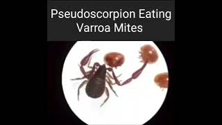 Chelifers Pseudoscorpion VS Varroa Mites [upl. by Belle405]