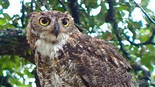 Great horned owl eating a bird [upl. by Schaefer]