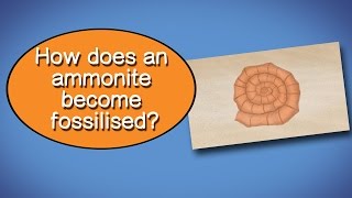 How does an Ammonite become Fossilised [upl. by Ahsir]