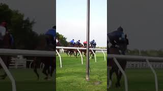 Australias top sprinters gallop down the straight melbournecup horseracing horses shorts [upl. by Llenrup]