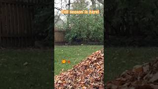 Slow mo fallseason fall familyfun nofear october ￼leaf jump themaine [upl. by Busby]