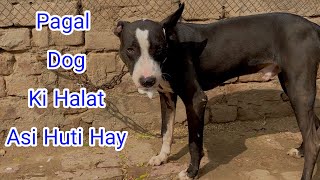 Halkay Dog Ki Asi Halat Huti Hay  Punjabi Shok Vlogs [upl. by Lachish]