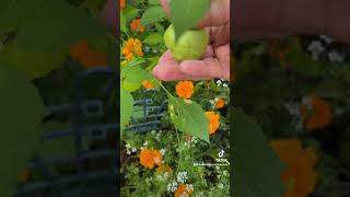 When to Harvest Tomatillos [upl. by Nohsid]