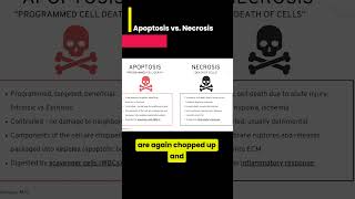 Apoptosis vs Necrosis [upl. by Steen]