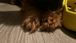 Barry Licks His Paw ASMR DOG LICKING NO TALKING [upl. by Vasyuta]