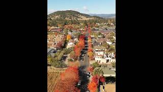 Colorful Fall Foliage in Yountville Napa Valley [upl. by Guild]