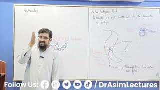 Process of Gastrulation [upl. by Hsara]