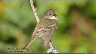 Alder Flycatcher in Maine [upl. by Schrader186]