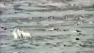 An Arctic fox chases a group of hares [upl. by Wurtz337]