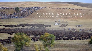 Custer State Park Buffalo Roundup 2020  Everything You Need to Know [upl. by Saretta743]