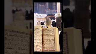 Maakah live azan youtubeshorts islamicscripture allah [upl. by Polk]