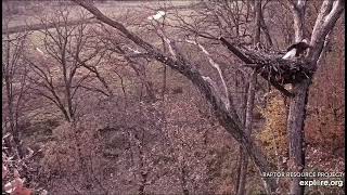 Decorah North Nest 102124 Stick shopping and delivery [upl. by Brannon]