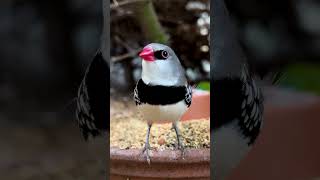 Diamond firetail finch 🤩 [upl. by Grunberg870]