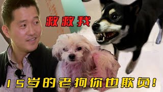 柴犬在家自封為王，把15歲老狗按在地上撕咬，主人無奈請訓犬師教育 [upl. by Roid]