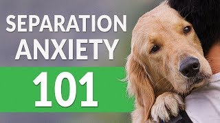 Separation Anxiety in Dogs — How You Can Help [upl. by Eliseo]