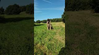 AN AMAZING LEONBERGER LOVES THE OUTDOORS nature dog leonberger [upl. by Adlei]