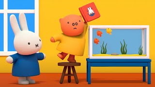 You cant put a book in there  Miffy  Cartoons for Children  Miffys Adventures Big amp Small [upl. by Euqenimod]