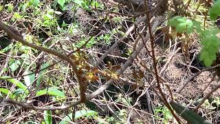 Prosthechea radiata y Encyclia Meliosma insitu [upl. by Theodosia]