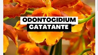 Tentando Salvar Hastes do Odontocidium Catatante [upl. by Ocirled664]